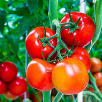 Doff® Tomato Feed Concentrate 1L