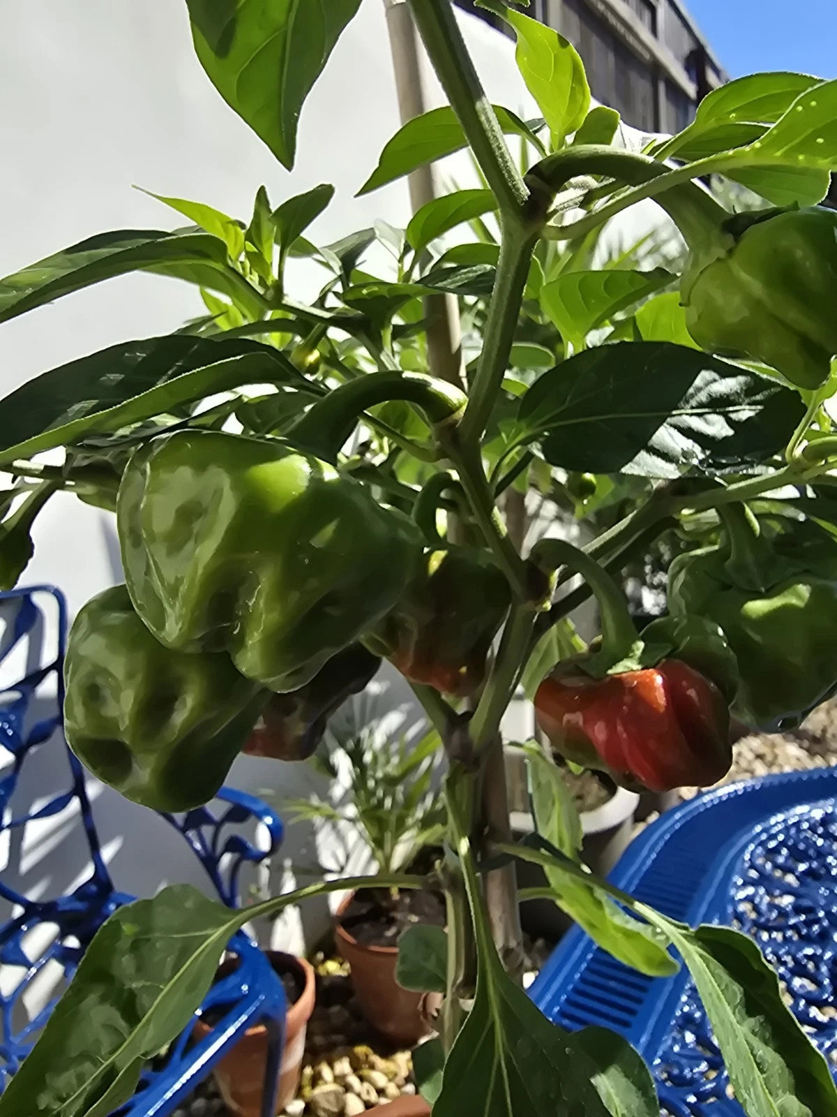 Growth Technology Chilli & Pepper Focus - 5L uk online