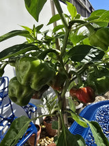 Growth Technology Chilli & Pepper Focus - 5L uk online