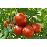 Levington® Tomorite® Concentrated Tomato Food