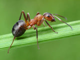 Doff Ant & Crawling Insect Spray