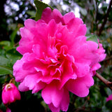 Doff® Azalia, Camellia & Rhododendron Feed 1L - FitfitGarden