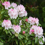 Doff® Azalia, Camellia & Rhododendron Feed 1L - FitfitGarden