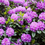 Doff® Azalia, Camellia & Rhododendron Feed 1L - FitfitGarden
