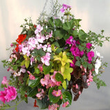 Doff® Container & Basket Flower Plant Food - FitfitGarden