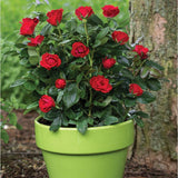 Doff® Liquid Rose Plant Feed Concentrate 1 Litre - FitfitGarden