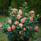 Doff® Liquid Rose Plant Feed Concentrate 1 Litre - FitfitGarden