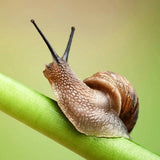 Doff® Slug & Snail Killer 400g - Doff Slug & Snail Killer - 400g Slug Pellets for Garden - FitfitGarden