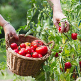 Doff® Tomato Feed Concentrate 1L - FitfitGarden