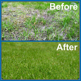 Empathy© Supreme Green Lawn Seed 1kg - FitfitGarden