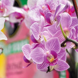 Miracle - Gro Peat Free Orchid Compost, 10L - FitfitGarden