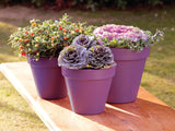 Ronseal Garden Paint, Purple Berry, 250ml - FitfitGarden