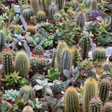 Vitax Cacti & Succulent Liquid Feed Concentrate Fertiliser Healthy Growth 250ml