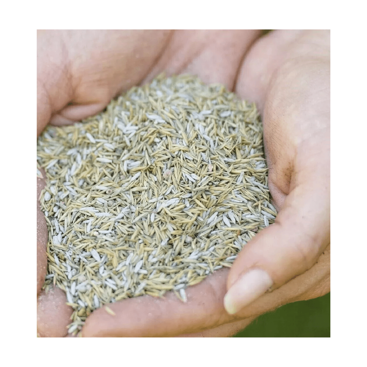 Westland Gro - Sure Smart Lawn Seed Grow Shade/FullSun Patches Grass Health 10kg - FitfitGarden
